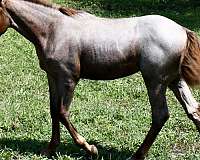 trail-quarter-horse