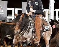 ranch-quarter-horse