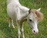 blue-eyed-double-dilute-filly