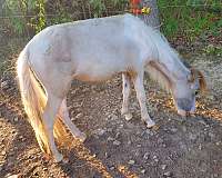 pinto-blue-eyed-double-dilute-horse