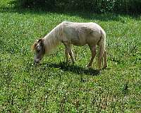 blue-eyed-double-dilute-miniature-horse