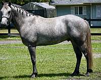 age-connemara-pony