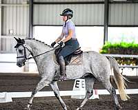 amateur-connemara-pony