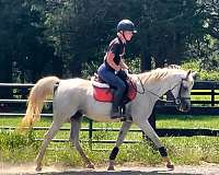 hony-horse