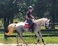 hony-mare