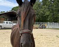 15-hand-friesian-mare