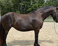 black-mare-for-sale