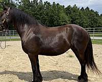 black-friesian-mare