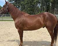 sorrel-quarter-horse-gelding