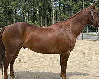 sorrel-gelding-for-sale