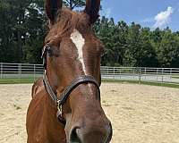 15-hand-quarter-horse-gelding