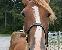16-hand-draft-mare