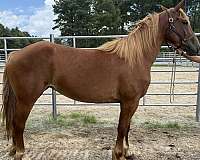 sorrel-draft-mare