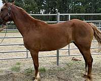sorrel-mare-for-sale