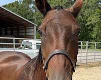 15-hand-draft-mare