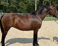 bay-draft-mare