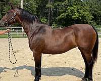 bay-mare-for-sale