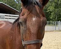 15-hand-quarter-horse-gelding