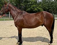 bay-gelding-for-sale