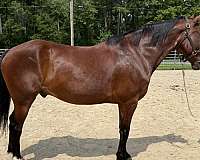 bay-quarter-horse-gelding