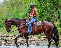 all-around-friesian-horse