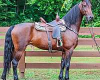athletic-friesian-horse