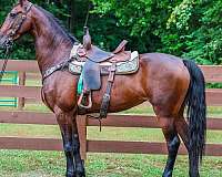 driving-friesian-horse