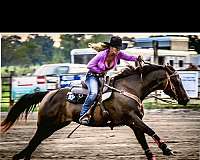 all-around-quarter-horse