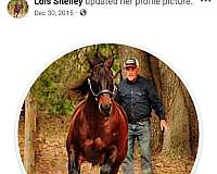 arena-quarter-horse