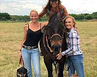 around-quarter-horse
