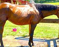 all-around-thoroughbred-horse