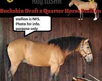 breeding-thoroughbred-horse