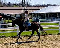 classical-thoroughbred-horse
