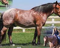 ability-thoroughbred-pony