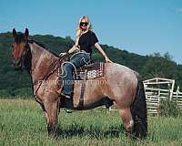 athletic-ability-thoroughbred-pony