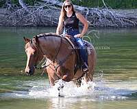auction-thoroughbred-pony