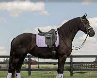 athletic-friesian-horse