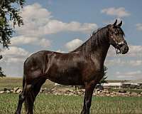 draft-friesian-horse