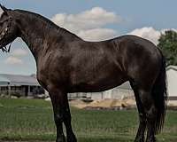dressage-friesian-horse
