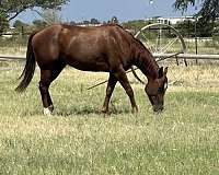 quarter-horse-mare