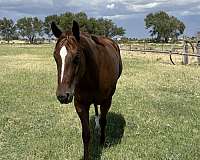 quarter-horse-for-sale