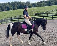 lease-pony
