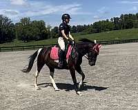 partial-pony