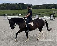 pony