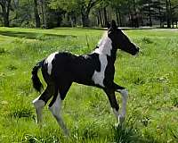 bay-white-paint-colored-weanling-gypsy-vanner-horse
