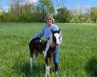 bay-white-paint-colored-weanling-horse