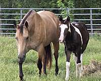 gypsy-vanner-foal-colt