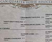 gypsy-vanner-foal-quarter-horse
