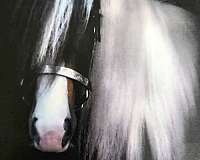 bay-white-paint-colored-weanling-quarter-horse