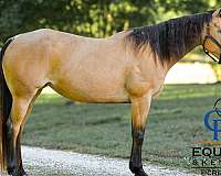 bay-white-gypsy-vanner-colt